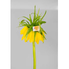 LENINGRAD WATERCOLOUR PAINT 2.5 ML. - ISOINDOLINONE YELLOW