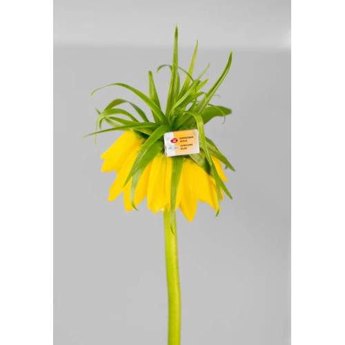LENINGRAD WATERCOLOUR PAINT 2.5 ML. - ISOINDOLINONE YELLOW