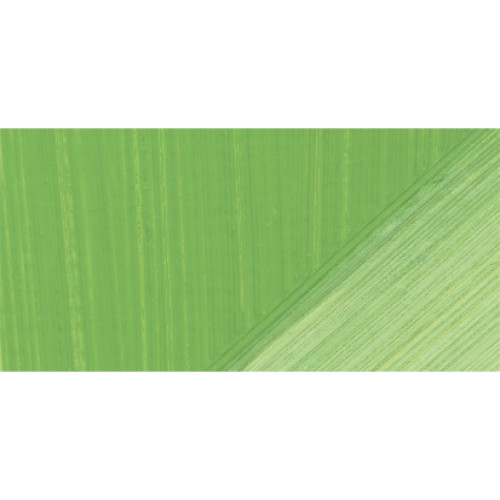 LUKAS OIL PAINT TERZIA 75 ML. - CHROMIUM GREEN LIGHT