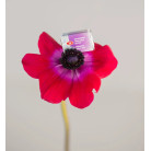 LENINGRAD WATERCOLOUR PAINT 2.5 ML. - MANGANESE VIOLET LIGHT