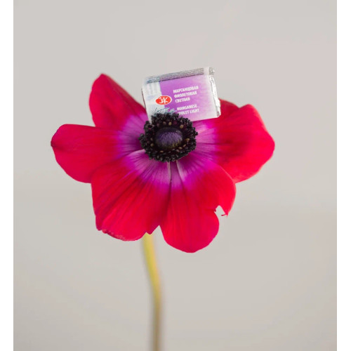 LENINGRAD WATERCOLOUR PAINT 2.5 ML. - MANGANESE VIOLET LIGHT